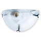 Настенный светильник Toplight Julianna TL9300Y-01TR