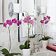 Бра Hinkley Shelly HK-SHELLY1-BATH