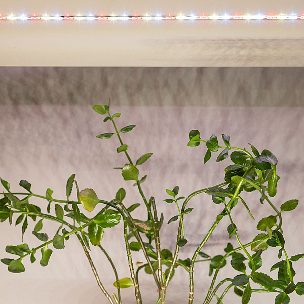 Светодиодная лента Эра FITO-Strip Light-Rа90-3m Б0059881