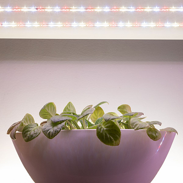 Светодиодная лента Эра FITO-Strip Light-Rа90-3m Б0059881