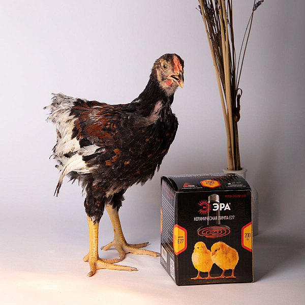 Инфракрасная лампочка ЭРА 50W Fito-50W-НQ Б0052714