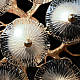 Потолочная люстра Loft IT Bloom 10352/800C AB
