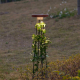 Уличный встраиваемый в грунт светильник Odeon Light Nature 7108/15GLA