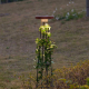 Ландшафтный светильник Odeon Light Liana Nature 7108/15GL