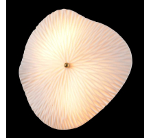 Бра Crystal Lux CONTESSA AP2.2