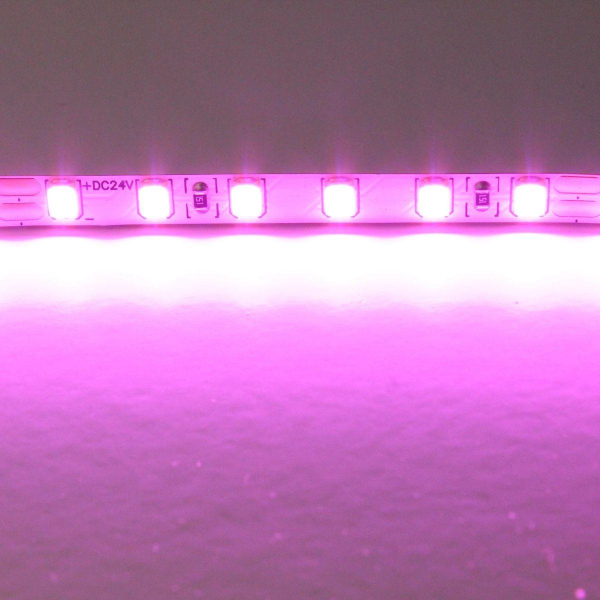 Светодиодная лента Lightstar 12W/m 120LED/m розовый 5M 420512 Светодиодная лента Lightstar 12W/m 120LED/m розовый 5M 420512